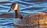Wetback Goose_DSCF6354